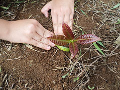 Child planting a tree